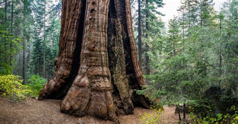 Do Sequoias Hold Value?