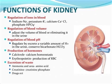 Does CLA affect kidneys?