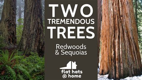 Is Sequoia Or Redwood Better?