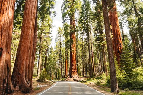 What Is So Special About A Sequoia?