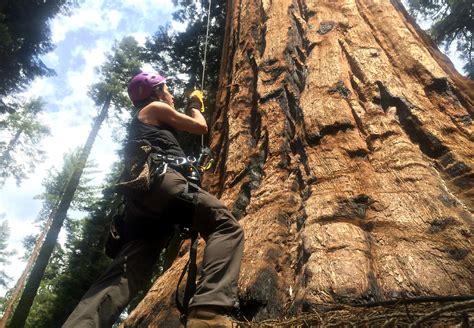 Why Are Sequoia Trees So Strong?