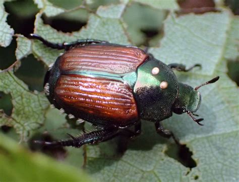 Are Beetles Difficult To Drive?