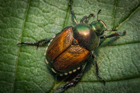 Are Beetles Safe To Drive?