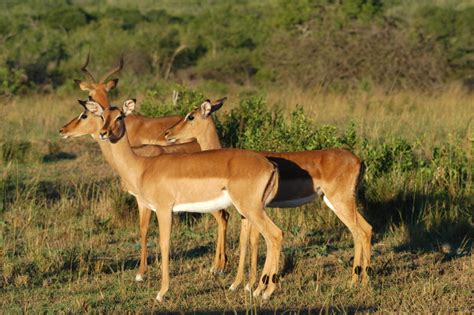 Are Impalas Color Blind?