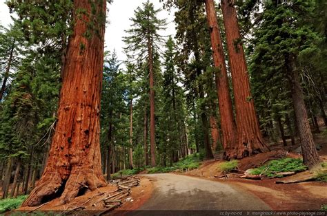 Are sequoias expensive to maintain?