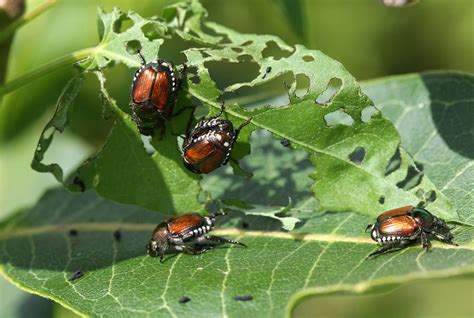 Can Beetles Survive In Snow?