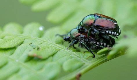 Do Beetles Like Cold Weather?