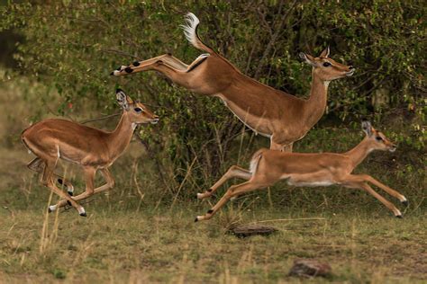 Do Impalas Run Fast?