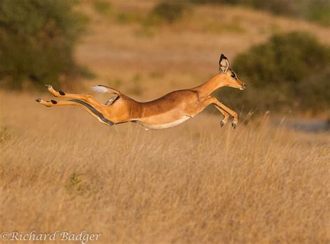 How High Can Impala Jump?