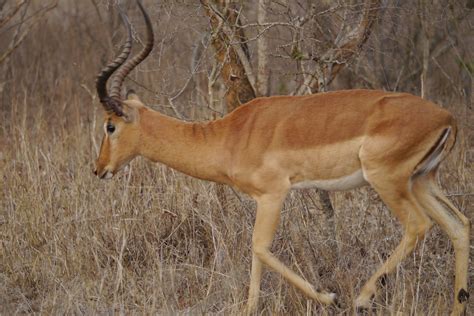 How Many Impalas Are Left?