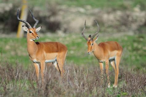 How Many Years Do Impalas Live?