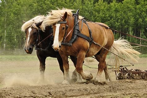 How Much Horsepower Does A Z71 Have?