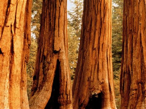 Is Sequoia bigger than Palisade?