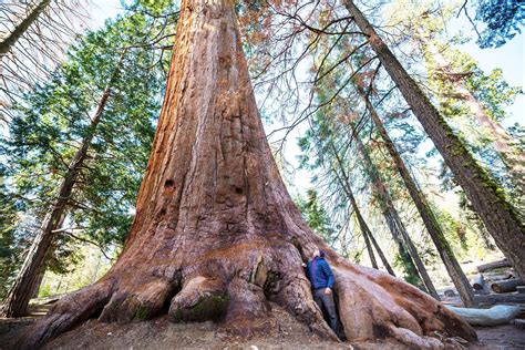 Is Sequoia or redwood bigger?