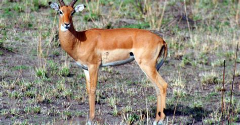 What Are 3 Facts About Impala?