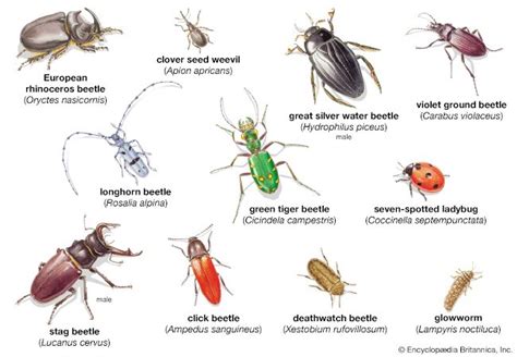 What Are 3 Interesting Facts About Beetles?