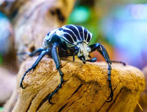 What Are Cool Facts About The Goliath Beetle?