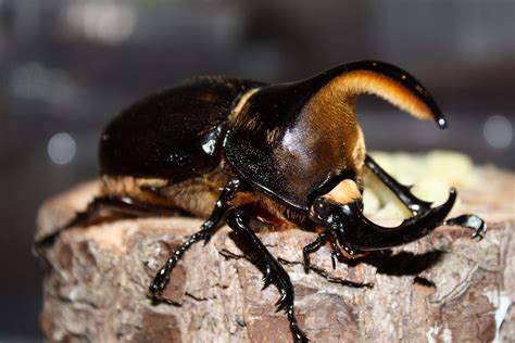 What is the coolest looking beetle?