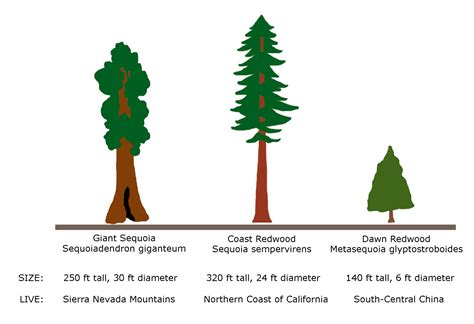 What is the difference between a Sequoia and a giant sequoia?