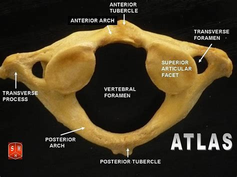 What Is The Difference Between Atlas SE And Atlas SE With Technology?