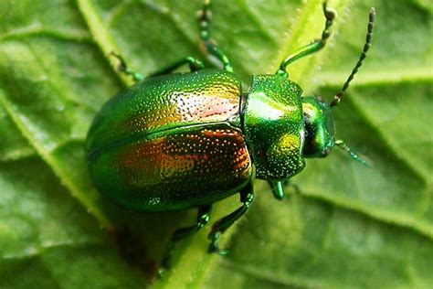 What Is The Rarest Type Of Beetle?