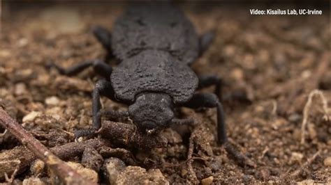 What Is The Toughest Beetle In The World?