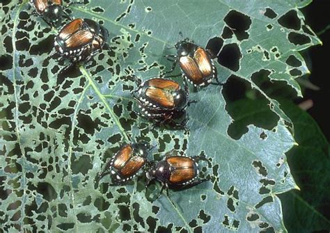 What Problems Do Beetles Cause?