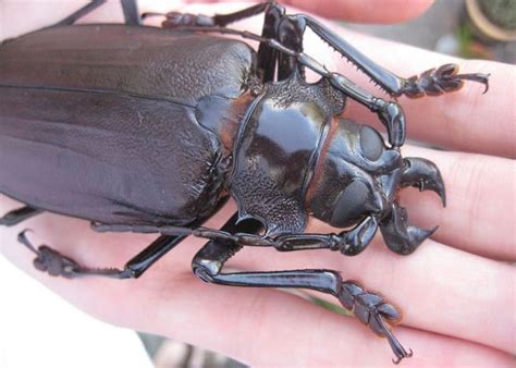 Which Beetle Has Powerful Jaws?