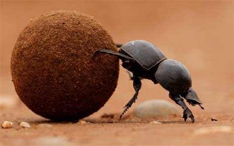 Why Is The Beetle So Strong?